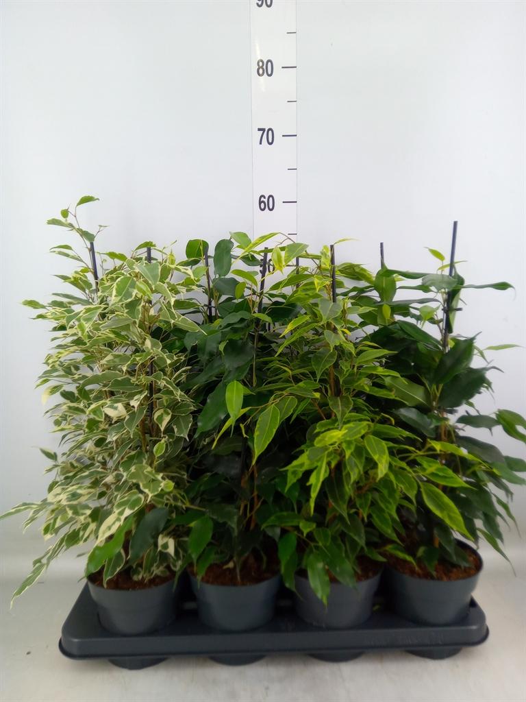 Горшечные цветы и растения оптом Ficus Benja.   ...mix от 8шт из Голландии с доставкой по России