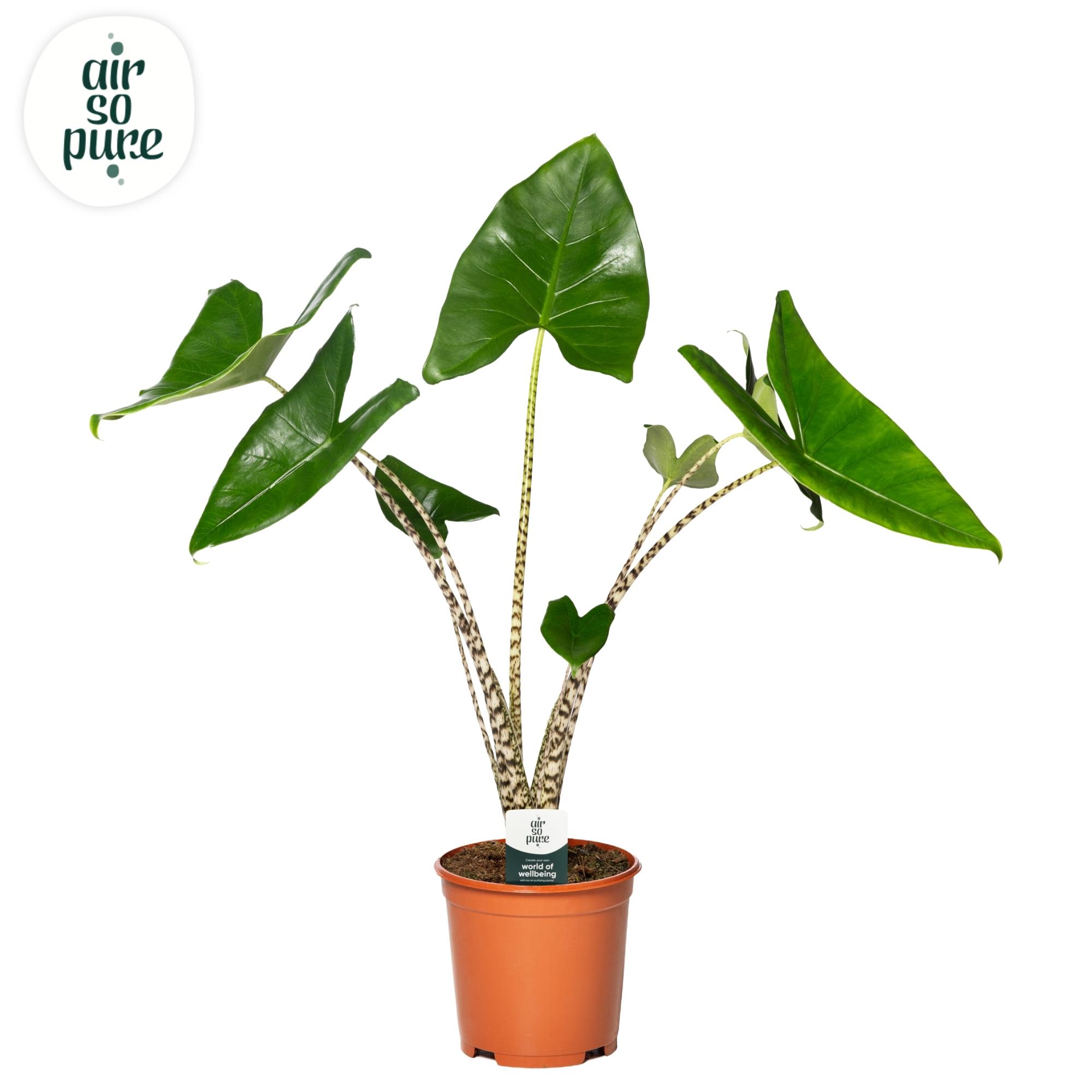 Горшечные цветы и растения оптом Alocasia Zebrina P21 (air So Pure) от 1шт (для телеги) из Голландии с доставкой по России