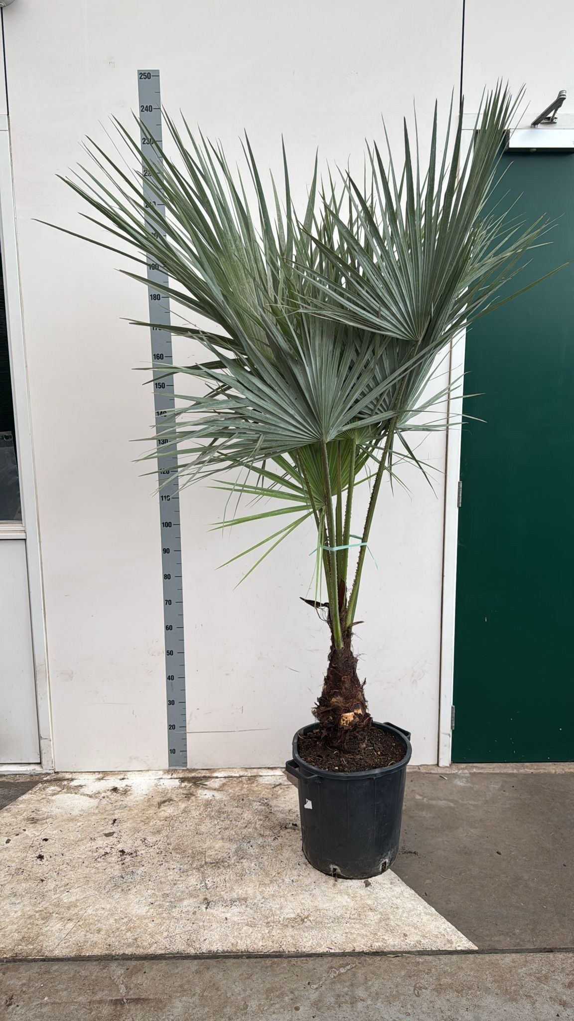 Горшечные цветы и растения оптом Palmen Ov от 1шт из Голландии с доставкой по России