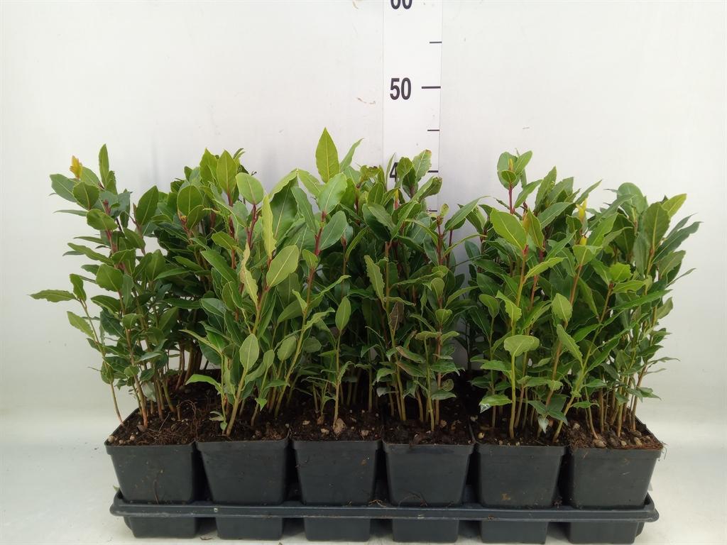 Горшечные цветы и растения оптом Laurus Nobilis от 12шт (для телеги) из Голландии с доставкой по России