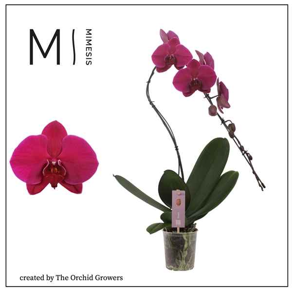 Горшечные цветы и растения оптом Phal 1st Mimesis Swan Purple 9+ (orchid Growers) от 4шт из Голландии с доставкой по России