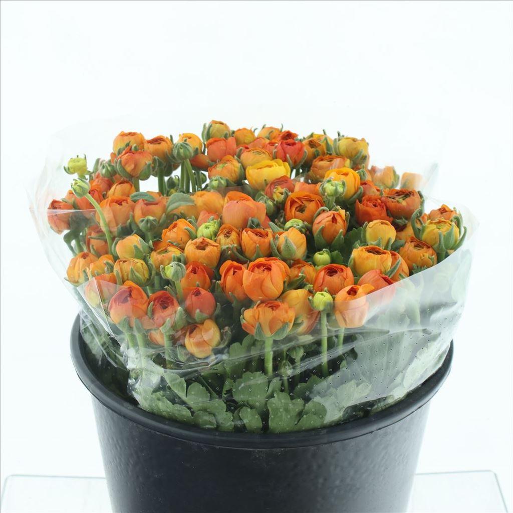 Срезанные цветы оптом Ranunculus elegance orange от 100шт из Голландии с доставкой по России