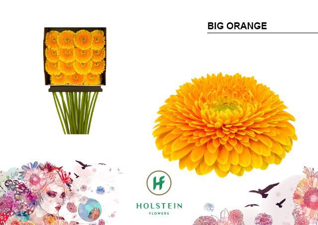 Срезанные цветы оптом Gerbera diamond gerponi big orange от 15шт из Голландии с доставкой по России