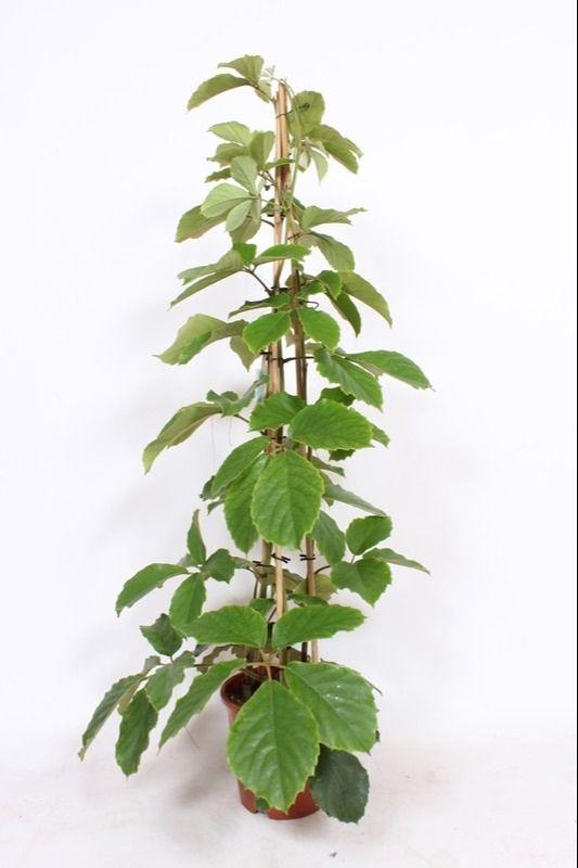 Горшечные цветы и растения оптом Tetrastigma Voinierianum Piramide от 1шт из Голландии с доставкой по России