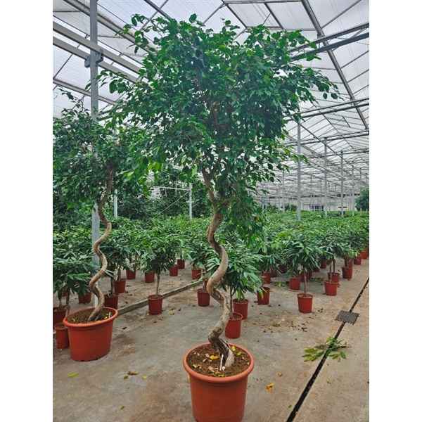 Горшечные цветы и растения оптом Ficus Be Exotica Spiral от 1шт из Голландии с доставкой по России