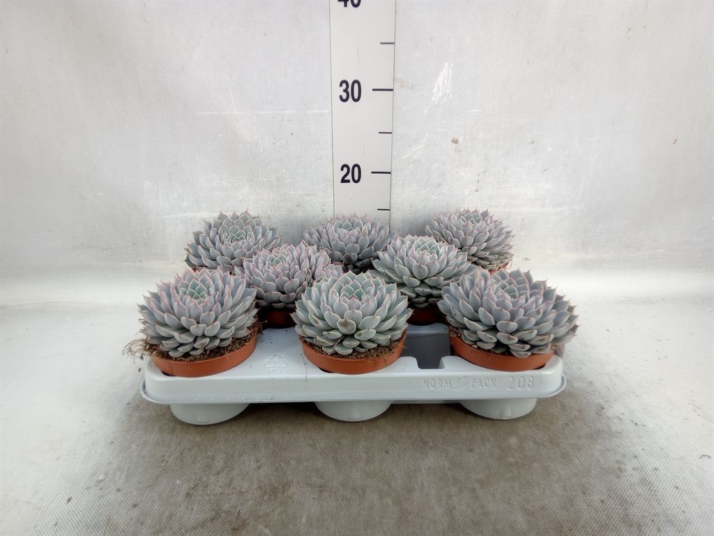 Горшечные цветы и растения оптом Echeveria Cuspidata от 8шт из Голландии с доставкой по России