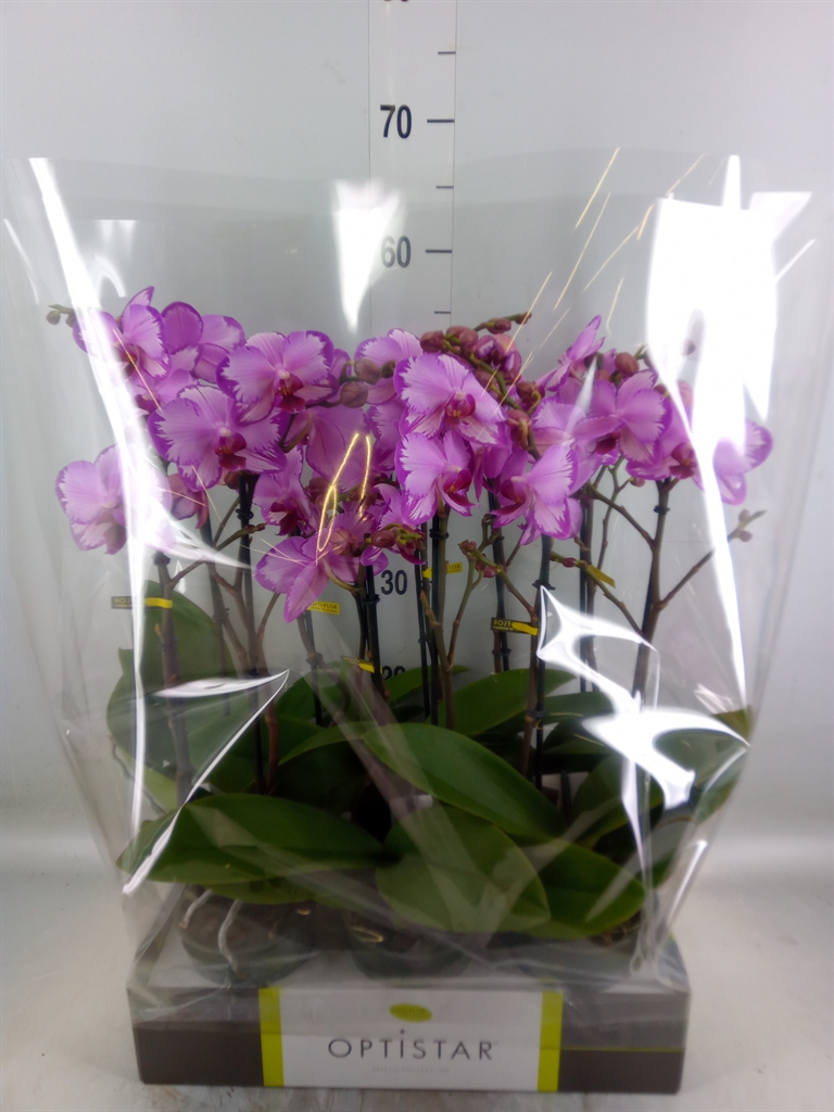 Горшечные цветы и растения оптом Phalaenopsis   ...rose от 6шт из Голландии с доставкой по России