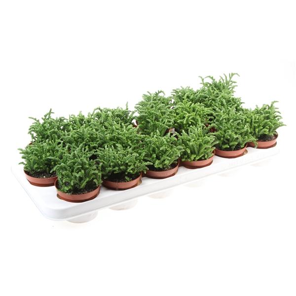 Горшечные цветы и растения оптом Crassula Lucopoides от 18шт (для телеги) из Голландии с доставкой по России