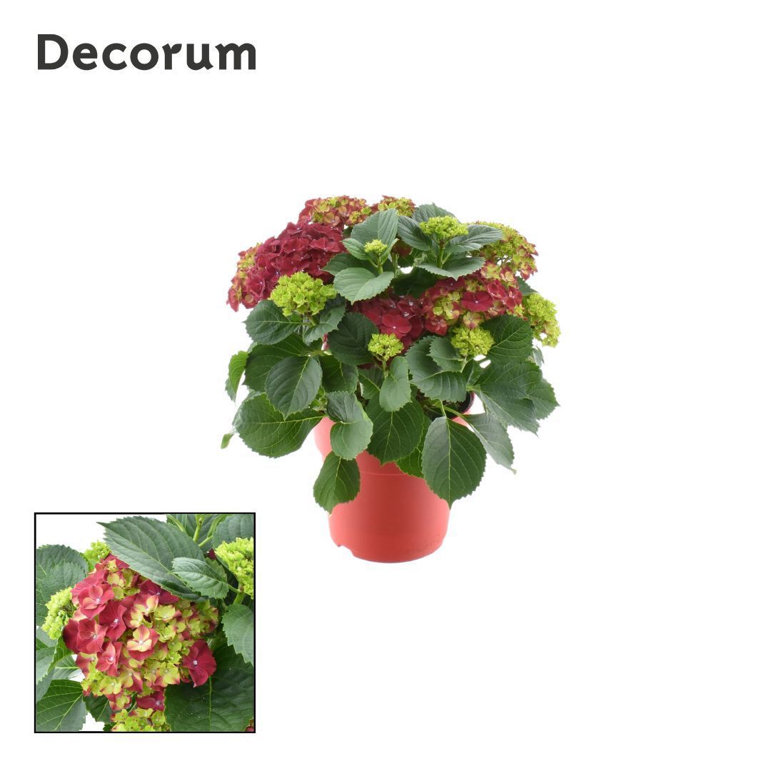 Горшечные цветы и растения оптом Hydrangea Ma Red 7+ Ton Sur Ton (decorum) от 1шт из Голландии с доставкой по России