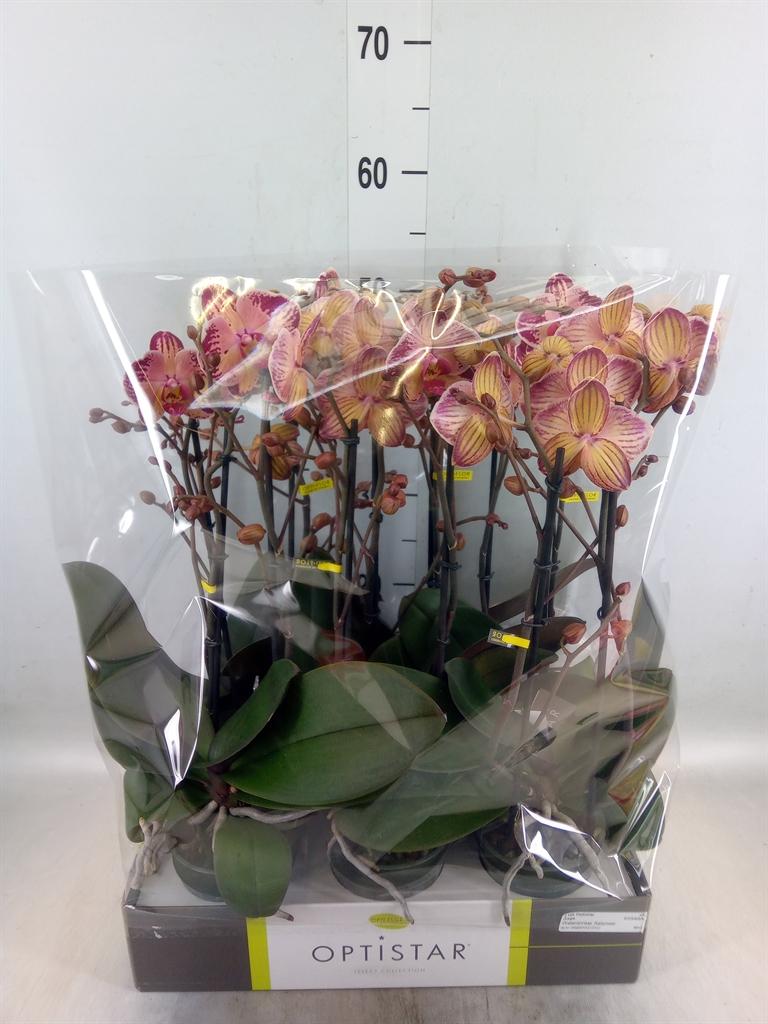Горшечные цветы и растения оптом Phalaenopsis   ...red от 6шт из Голландии с доставкой по России