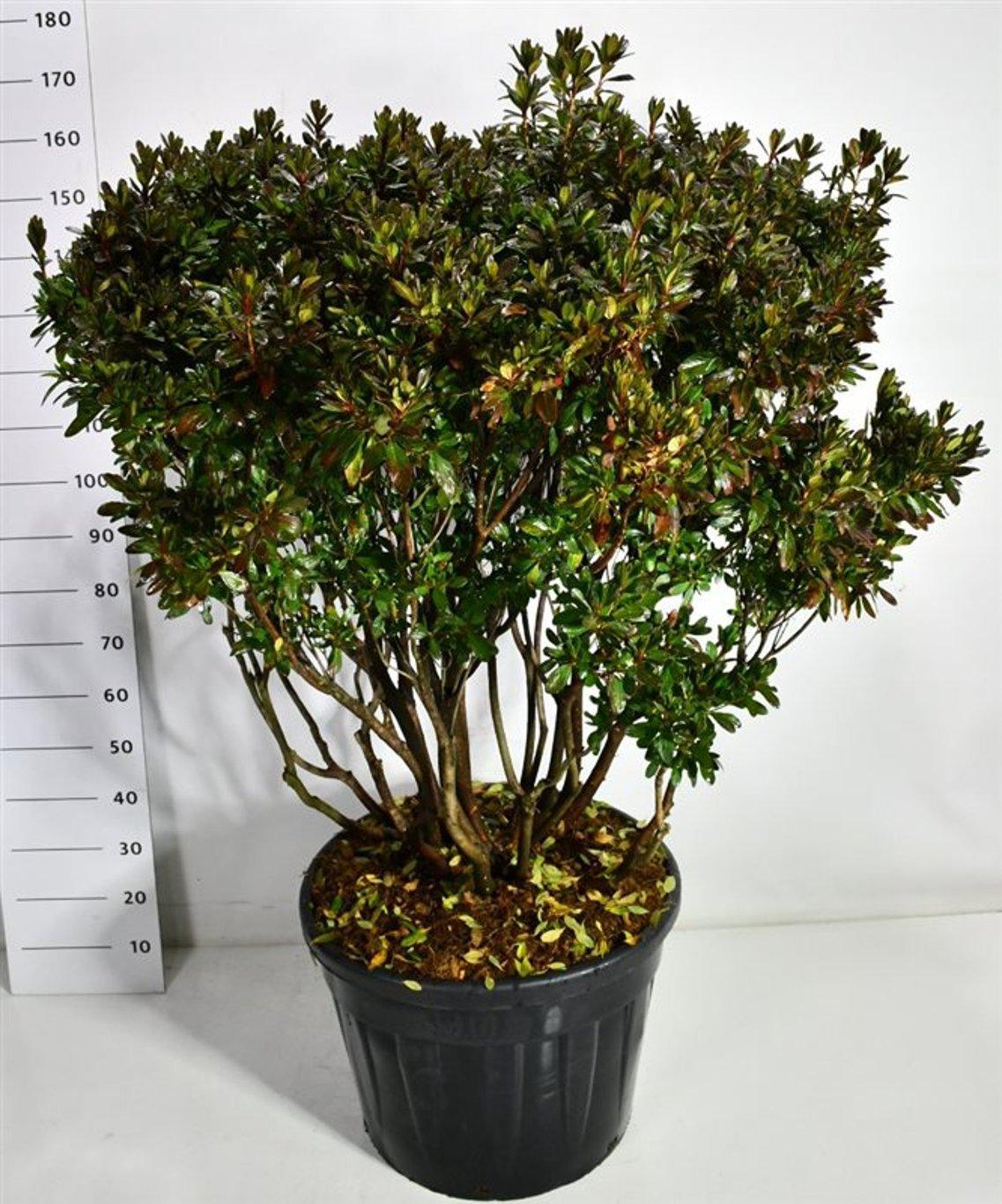 Горшечные цветы и растения оптом Rhododendron (aj) Girards Rose от 1шт из Голландии с доставкой по России