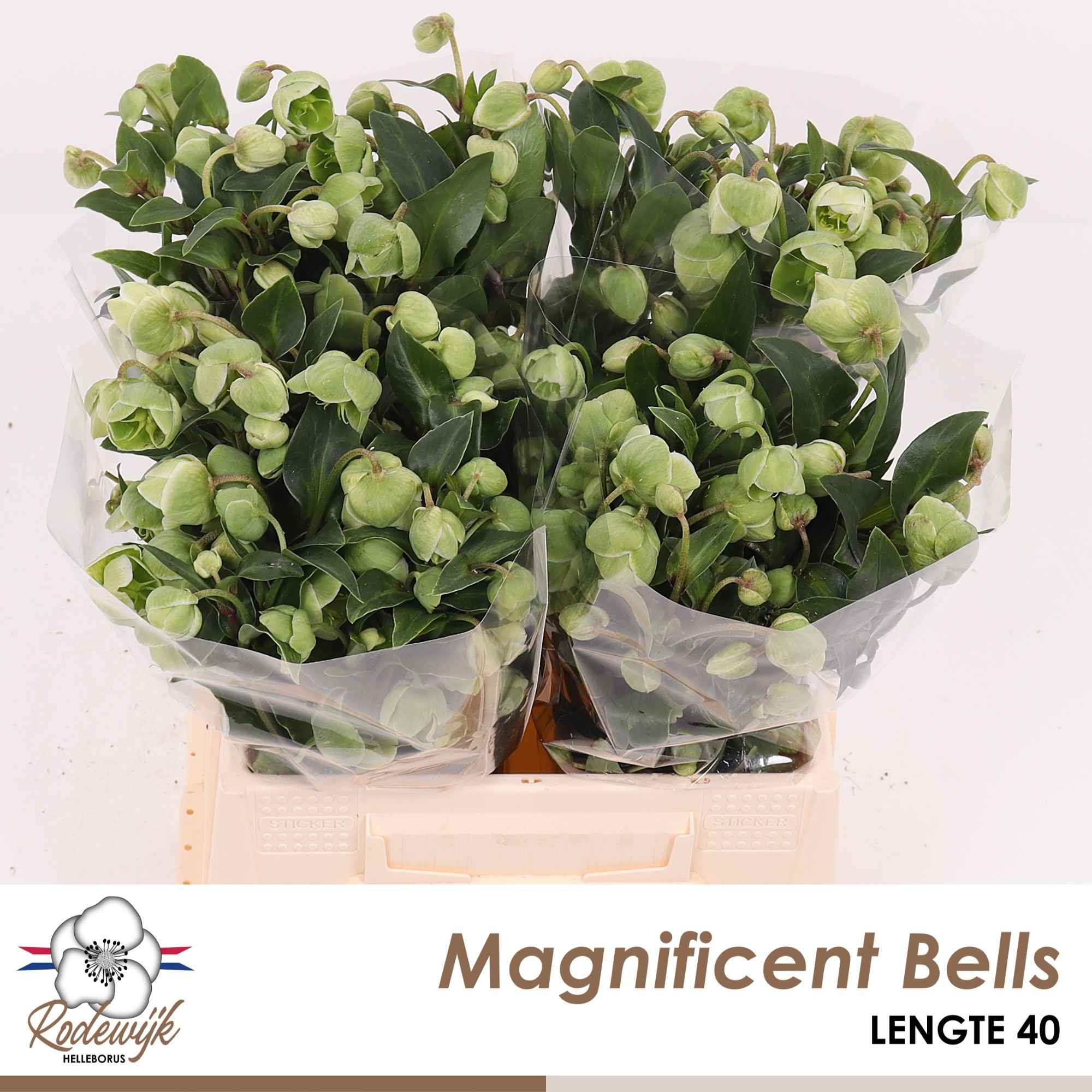 Срезанные цветы оптом Helleborus magnificent bells от 20шт из Голландии с доставкой по России