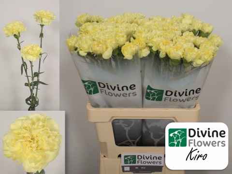 Срезанные цветы оптом Dianthus st kiro от 80шт из Голландии с доставкой по России