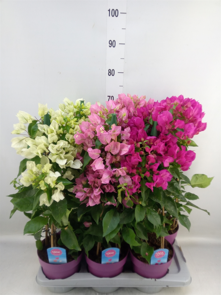 Горшечные цветы и растения оптом Bougainvillea   ... от 6шт из Голландии с доставкой по России