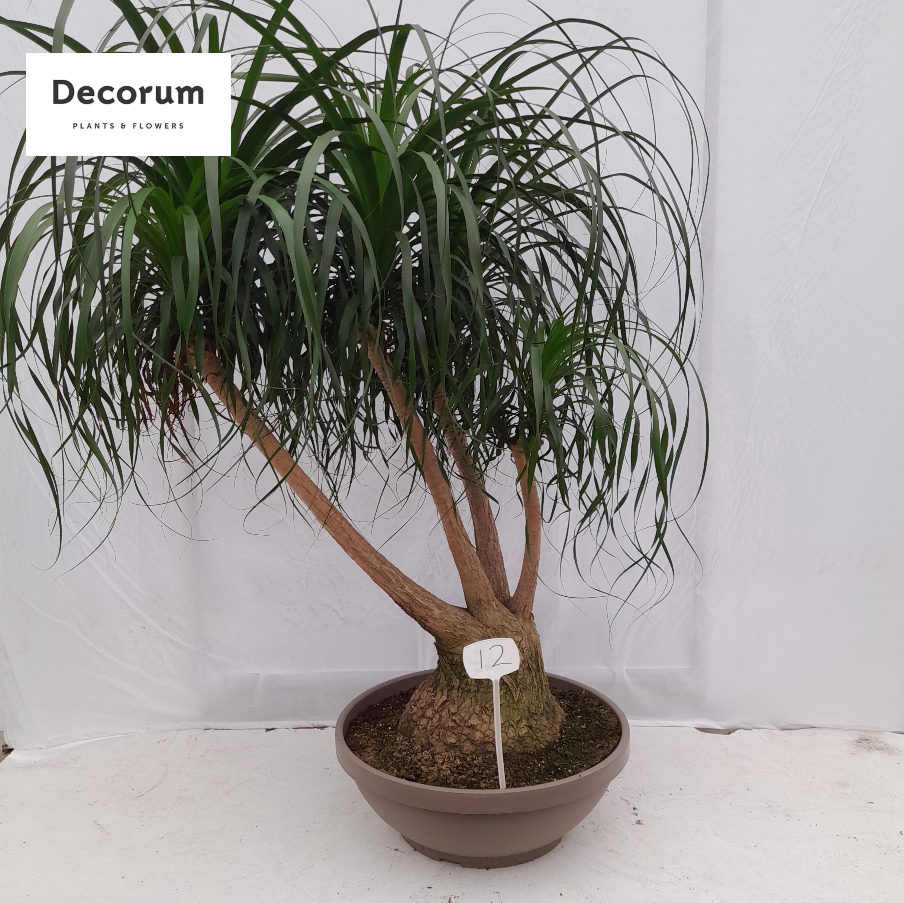 Горшечные цветы и растения оптом Beaucarnea Vertakt Op Nummer 12 от 1шт из Голландии с доставкой по России