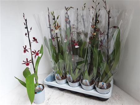 Горшечные цветы и растения оптом Cambria Grp Gem 1 Branche Spring Deal от 10шт из Голландии с доставкой по России Горшечные цветы и растения оптом Cambria Grp Gem 1 Branche Spring Deal от 10шт из Голландии с доставкой по России