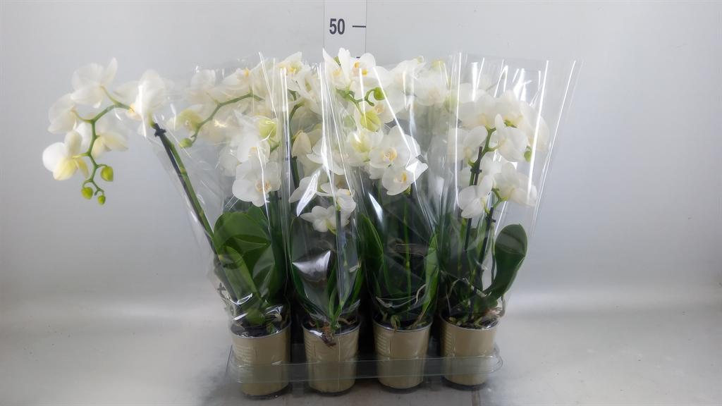 Горшечные цветы и растения оптом Phalaenopsis   ...white от 12шт (для телеги) из Голландии с доставкой по России
