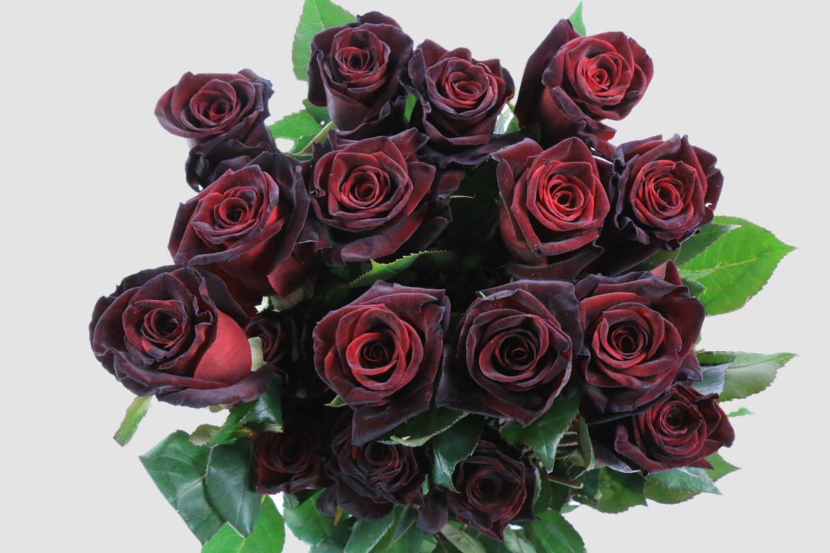 Срезанные цветы оптом Rosa ec black baccara от 100шт из Голландии с доставкой по России