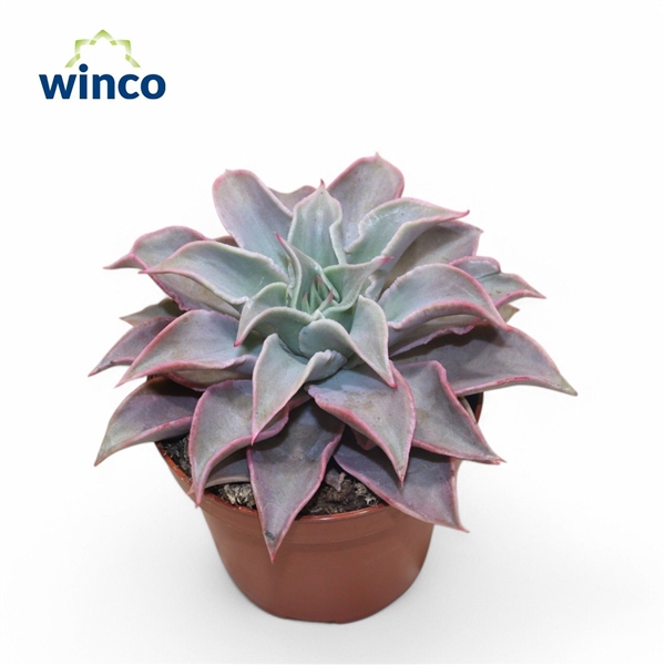 Горшечные цветы и растения оптом Echeveria Madiba от 9шт из Голландии с доставкой по России