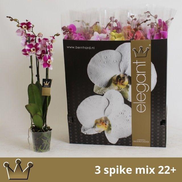 Горшечные цветы и растения оптом Phal Gem 7 Kl от 12шт из Голландии с доставкой по России