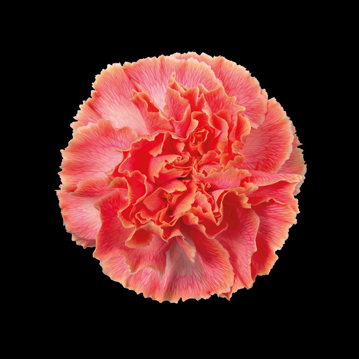 Срезанные цветы оптом Dianthus st paint sunshine от 80шт из Голландии с доставкой по России