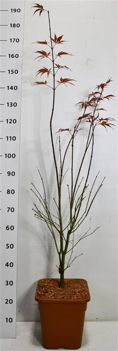 Горшечные цветы и растения оптом Acer Palm Sumi-nagashi от 1шт из Голландии с доставкой по России