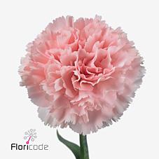 Срезанные цветы оптом Dianthus st jodie от 80шт. из Голландии с доставкой по России