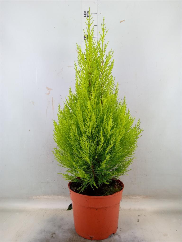 Горшечные цветы и растения оптом Cupressus Goldcrest Wilma от 1шт из Голландии с доставкой по России