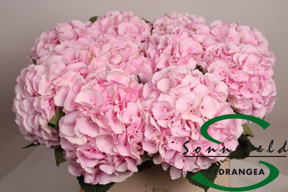 Срезанные цветы оптом Hydrangea verena от 10шт.... из Голландии с доставкой по России