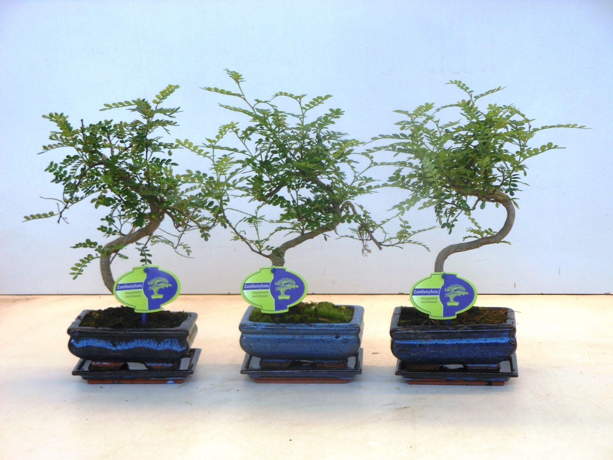 Горшечные цветы и растения оптом Bonsai Zanthoxylum Piperitum Shape, With Dip Tray от 10шт из Голландии с доставкой по России