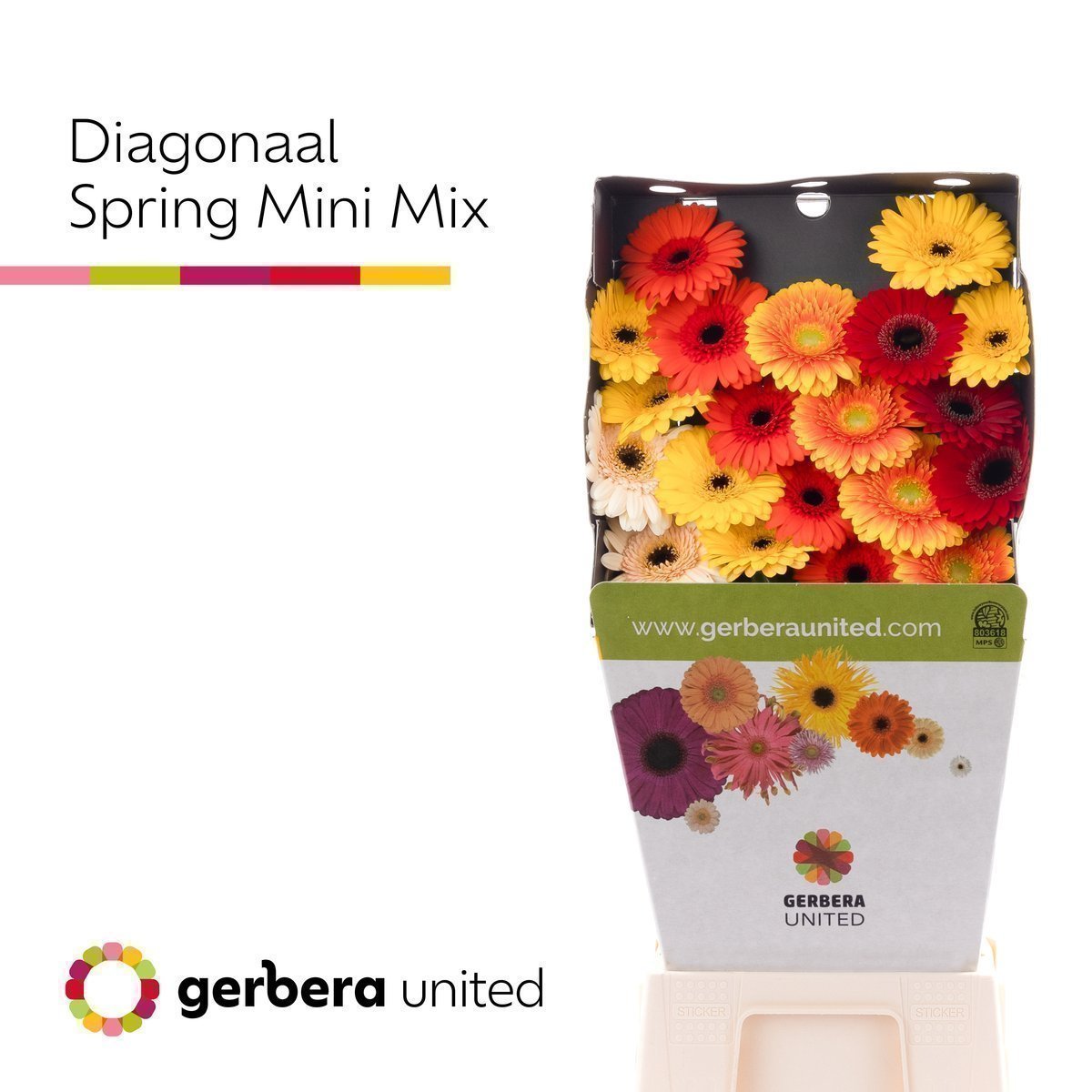 Срезанные цветы оптом Germini diamond mix autumn от 80шт из Голландии с доставкой по России