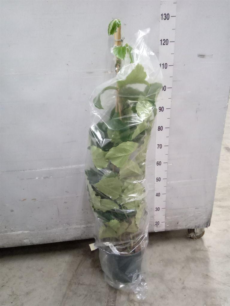 Горшечные цветы и растения оптом Tetrastigma Voinierianum от 1шт из Голландии с доставкой по России