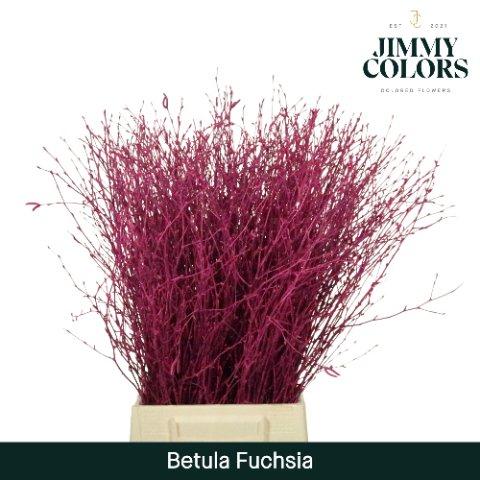 Срезанные цветы оптом Betula paint fuchsia от 20шт из Голландии с доставкой по России