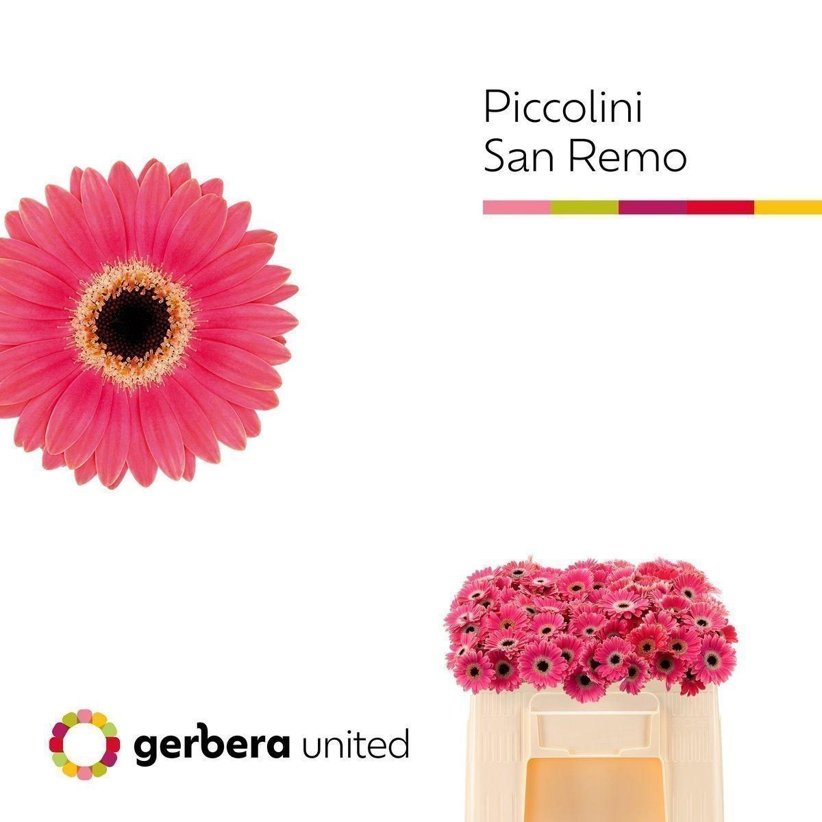 Срезанные цветы оптом Germini piccolini san remo от 120шт из Голландии с доставкой по России