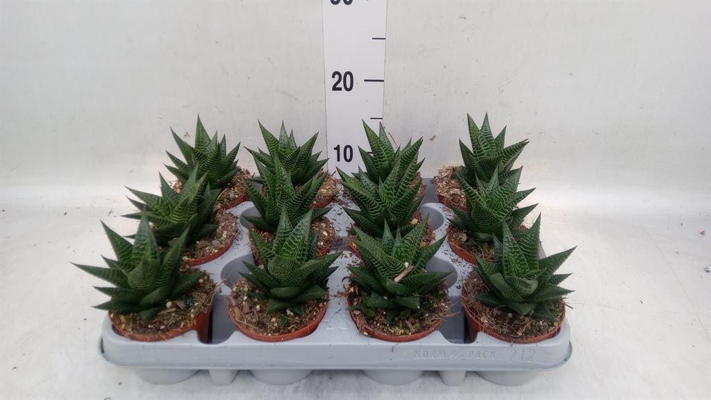 Горшечные цветы и растения оптом Haworthia Limifolia от 12шт (для телеги) из Голландии с доставкой по России