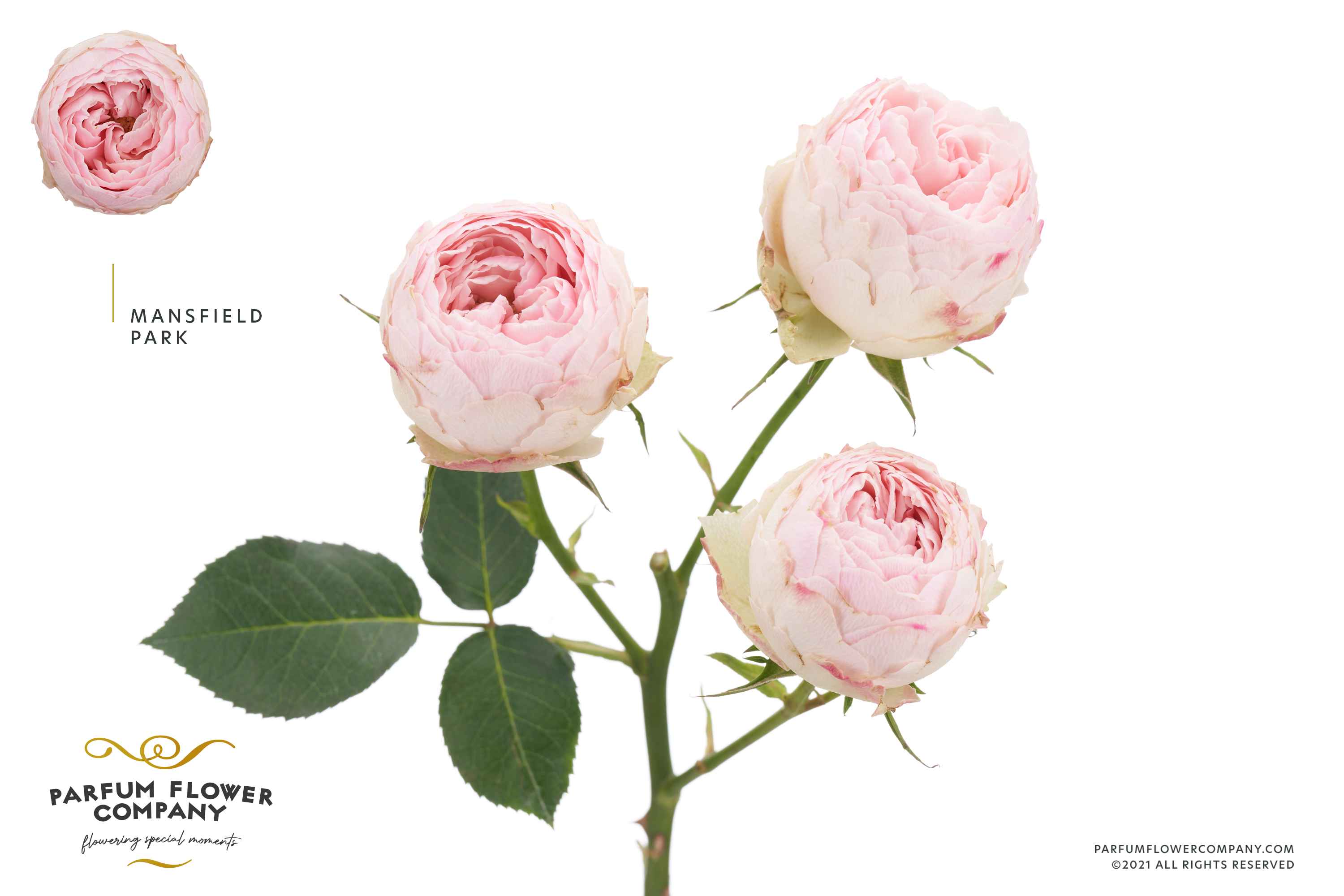 Срезанные цветы оптом Rosa sp mansfield park от 12шт из Голландии с доставкой по России
