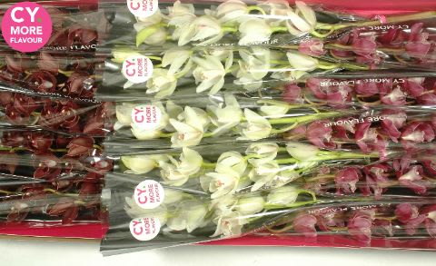 Срезанные цветы оптом Minicymbidium mix mothers day от 15шт из Голландии с доставкой по России