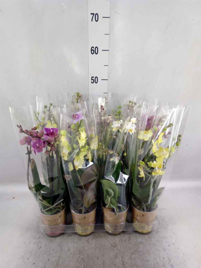 Горшечные цветы и растения оптом Phalaenopsis Multi.   ... от 12шт из Голландии с доставкой по России