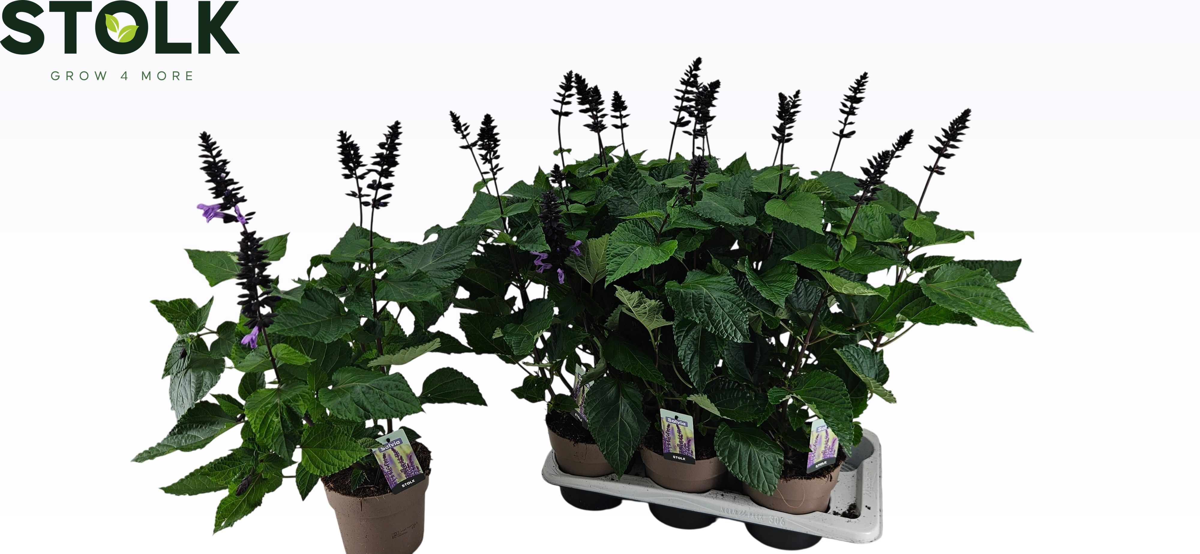 Горшечные цветы и растения оптом Salvia Nemorosa от 6шт из Голландии с доставкой по России
