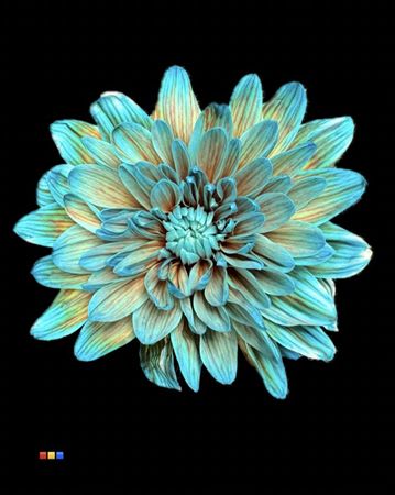 Срезанные цветы оптом Chrys sp paint baltica blue bay от 40шт из Голландии с доставкой по России