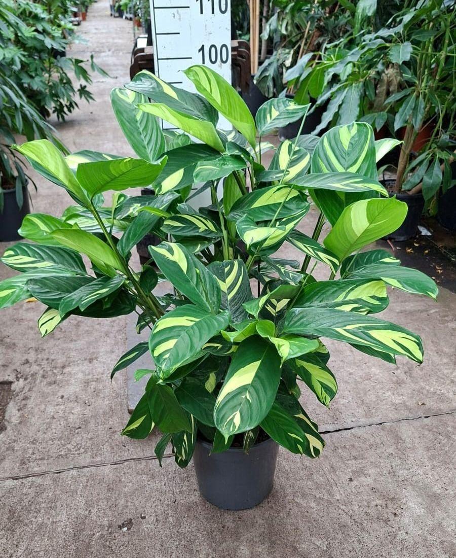 Горшечные цветы и растения оптом Ctenanthe Pilosa Golden Mosaic от 1шт из Голландии с доставкой по России
