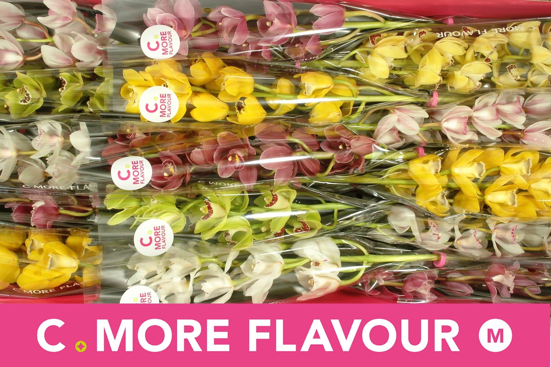 Срезанные цветы оптом Minicymbidium mix от 15шт.. из Голландии с доставкой по России