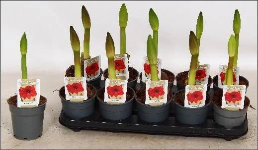 Горшечные цветы и растения оптом Hipp Ov от 10шт из Голландии с доставкой по России