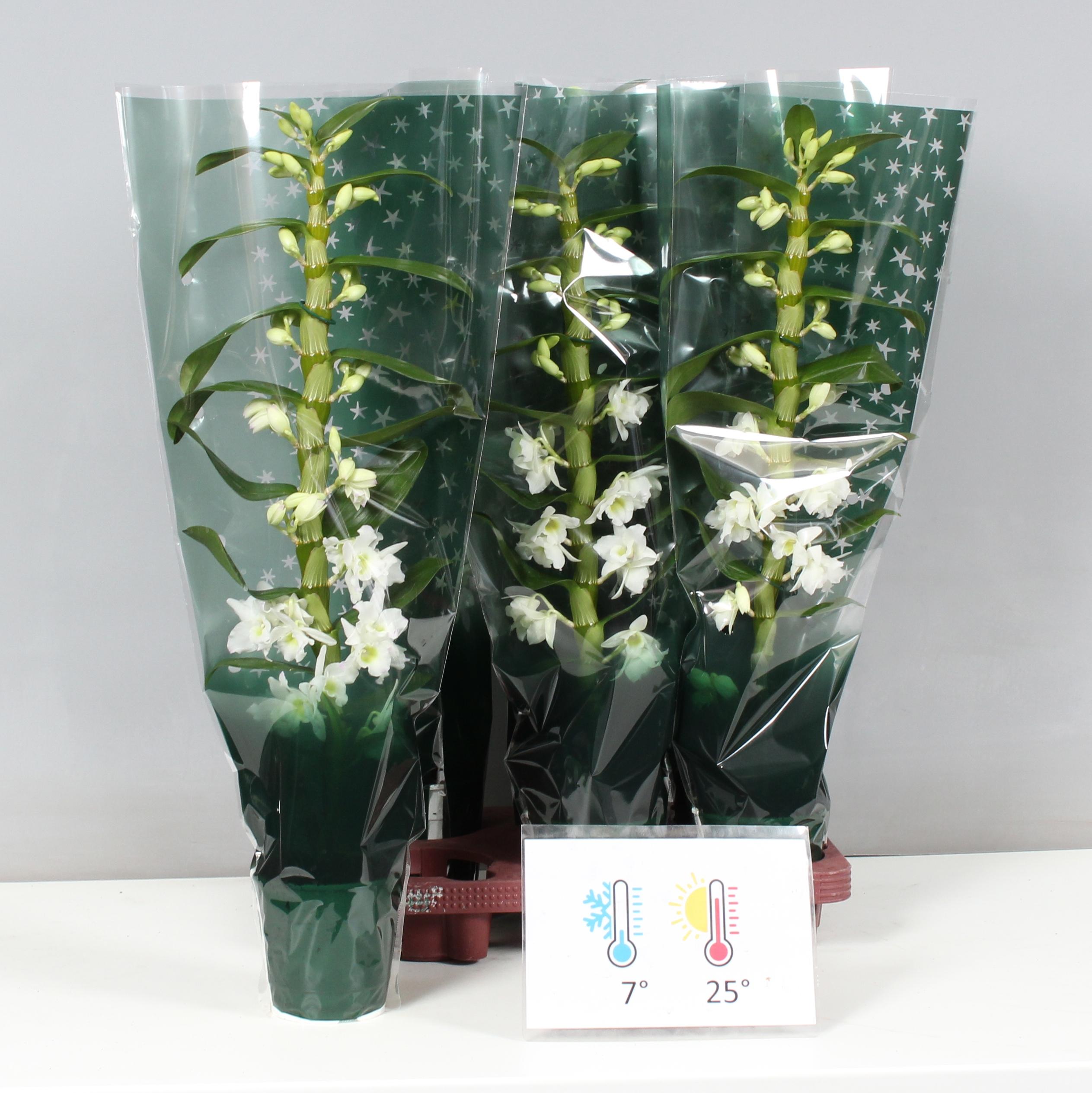 Горшечные цветы и растения оптом Dendr N Sc Apollon от 6шт из Голландии с доставкой по России