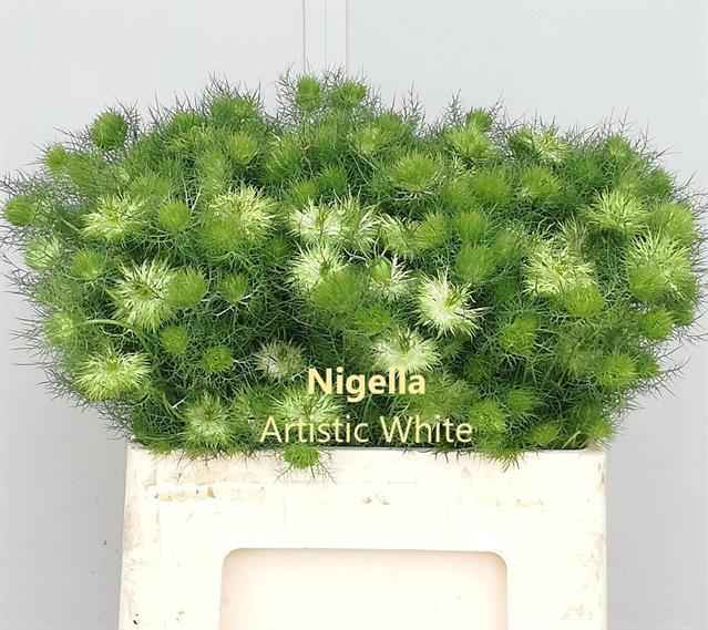 Срезанные цветы оптом Nigella artist white (per bunch) от 15шт из Голландии с доставкой по России