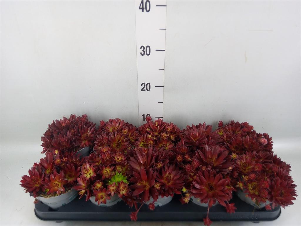 Горшечные цветы и растения оптом Sempervivum   ... от 10шт из Голландии с доставкой по России