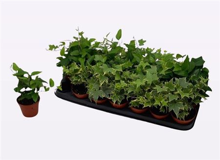 Горшечные цветы и растения оптом Hedera Mix от 21шт (для телеги) из Голландии с доставкой по России