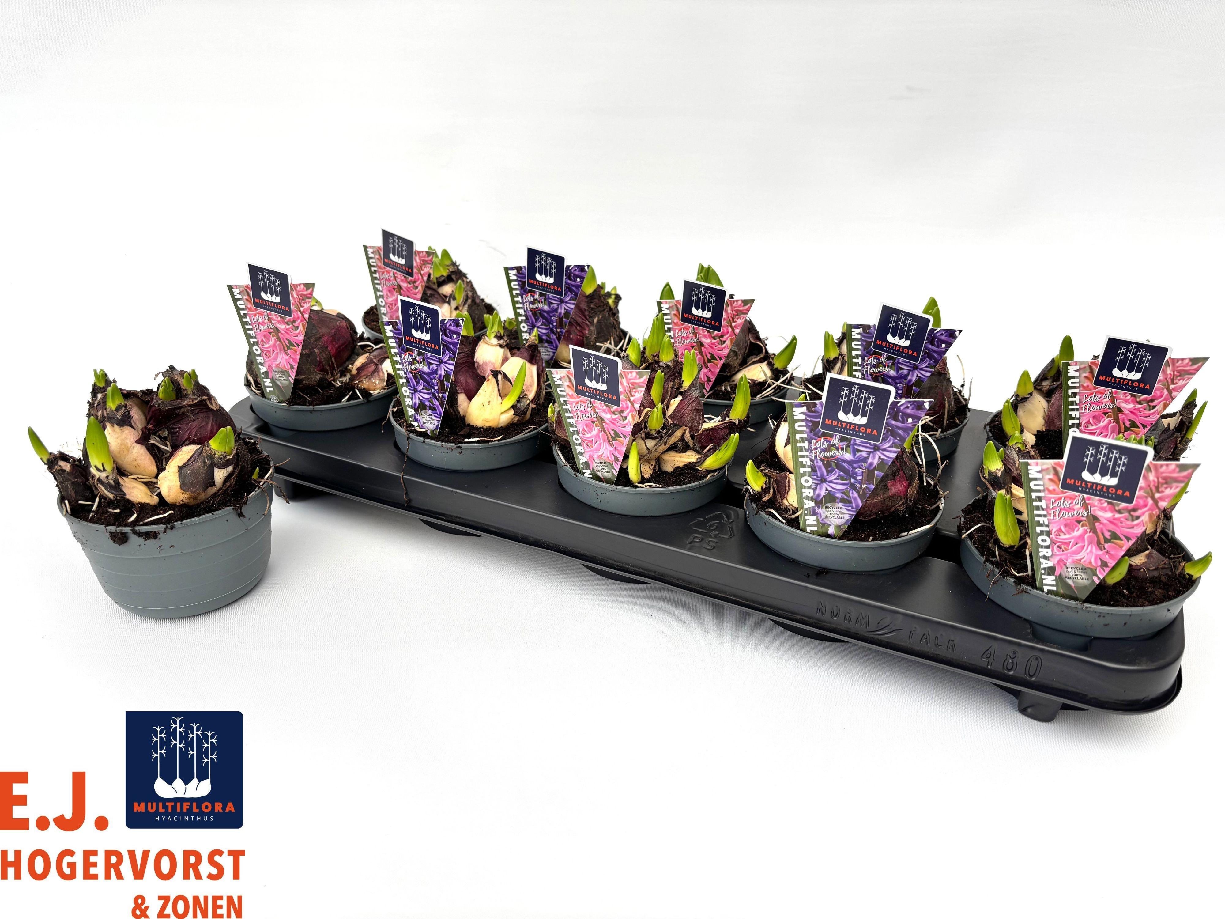 Горшечные цветы и растения оптом Hyacin Mult Gem 2 Kl от 10шт из Голландии с доставкой по России