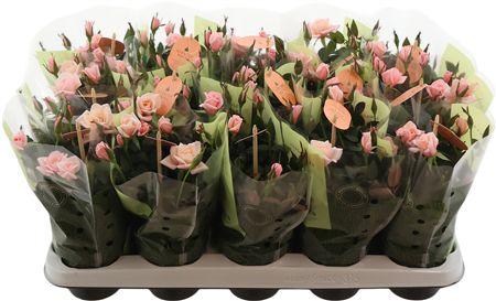 Горшечные цветы и растения оптом Ro Rosaroma Pink от 15шт из Голландии с доставкой по России