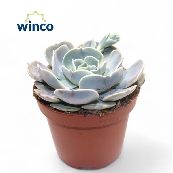 Горшечные цветы и растения оптом Echeveria Pollux от 9шт из Голландии с доставкой по России